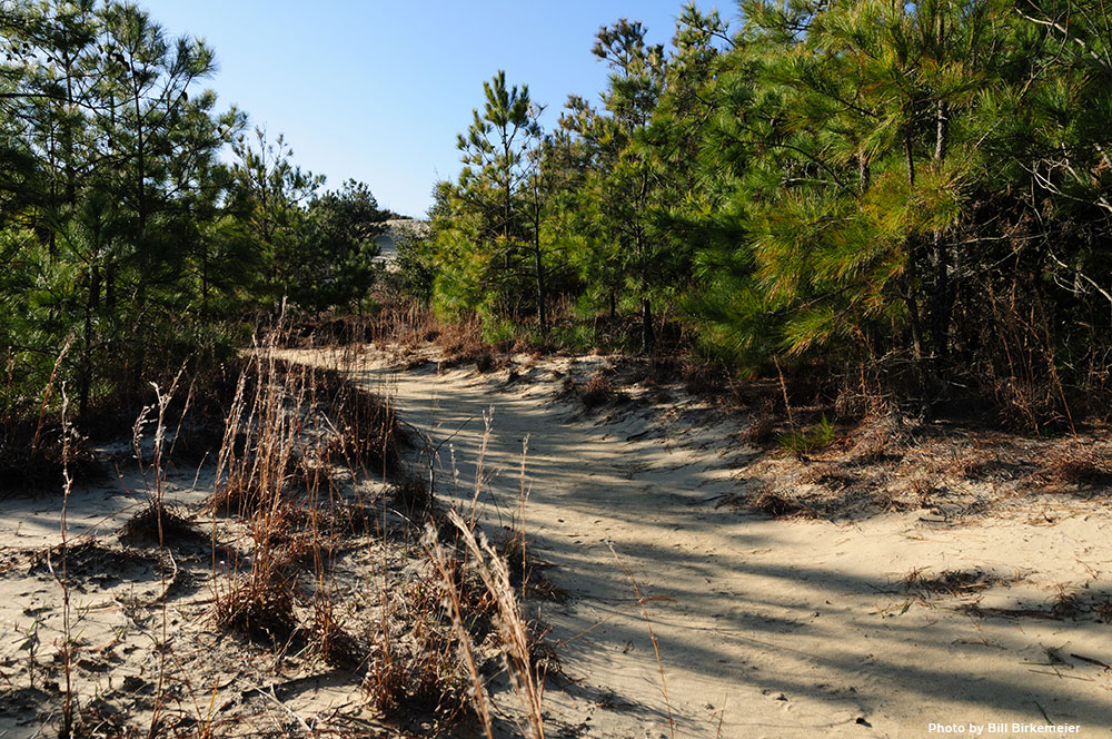 Jockey's Ridge © Bill Birkemeier