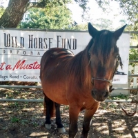 Corolla Wild Horse Roamer