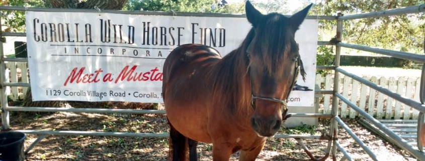 Corolla Wild Horse Roamer