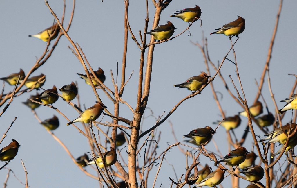 Cedar Waxwings By Ranger Jennifer Cox