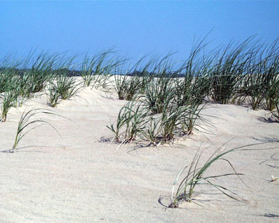 American Beach Grass