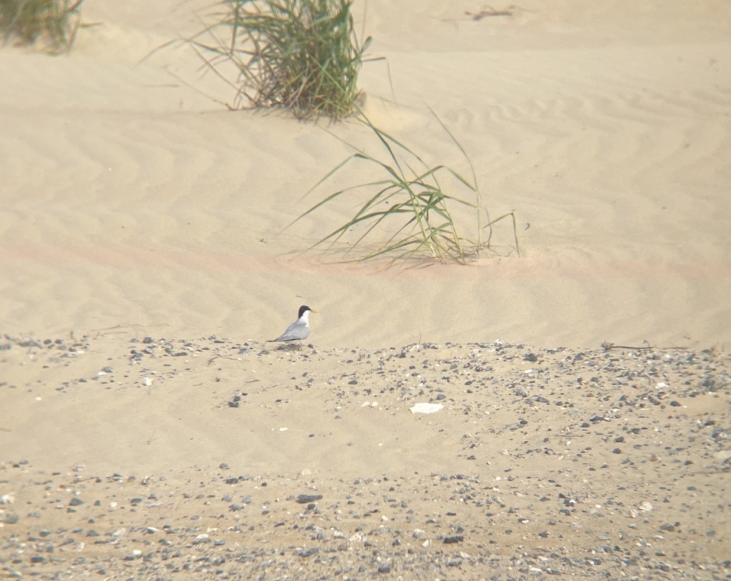Least Tern pic taken by Park OA Joleena Jewell