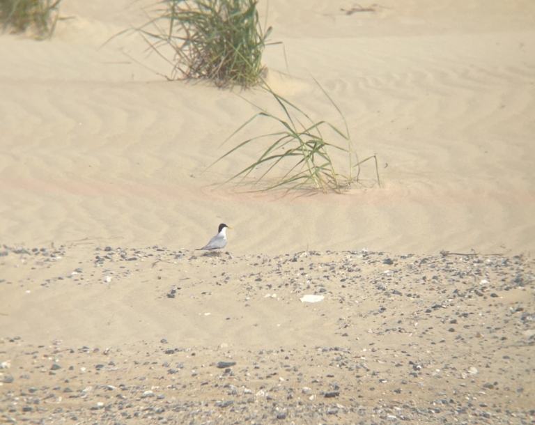 Least Tern pic taken by Park OA Joleena Jewell