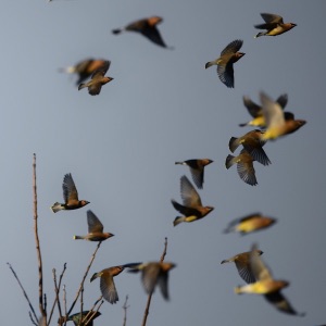 Cedar Waxwings By Ranger Jennifer Cox