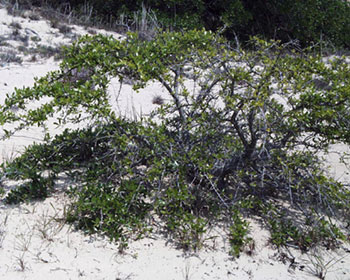 Live oak