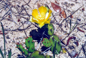 Prickly pear cactus