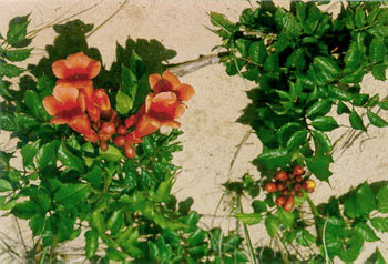 Trumpet creeper